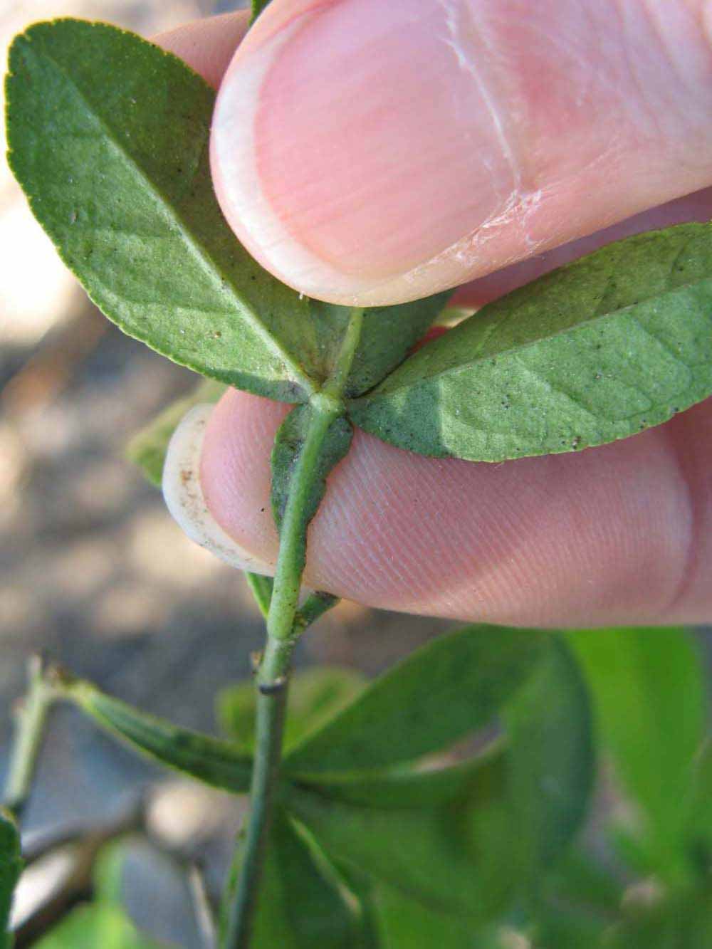              Petiole (Winter Haven, FL)       